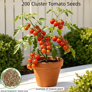 Dwarf Bush Cherry Tomato Seeds forPlanting -200+ Seeds - Amazing Taste -Great for Salads Compact
