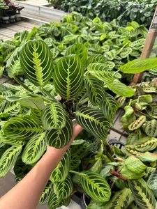 Maranta Leuconeura Plant in 4 Inch Pot - Prayer Plant with Striking Green Veins & Spots - Safe for Pets - Ideal for Houseplants