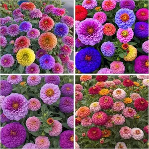 200 Zinnia Flower Seeds – Colorful Large Bloom Mix, Easy to Grow High Germination Garden Flowers for Backyard, Flower Beds & Summer Landscaping
