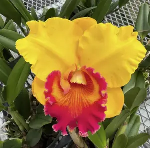 Rlc. Jirathip Sugi 'Volcano Queen' | 5.5" Pot | BS not in bloom