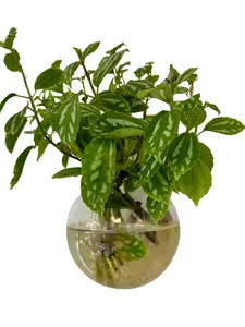 Aluminum Plant- Grow out the top of your aquarium or use as houseplants!