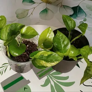 Global Green Pothos Plant for Home and Garden - Live Indoor Plant
