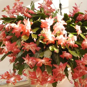 50 Mixed Christmas Thanksgiving Easter Holiday Cactus Seeds Exotic Striking Houseplant Indoor Container Hanging Plant, Perennial Succulent Plants Seeds