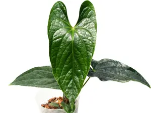 Anthurium Luxury Jungle 'Inverse crossing'