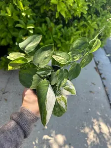 Scindapsus mangurai (small) - 4” pot