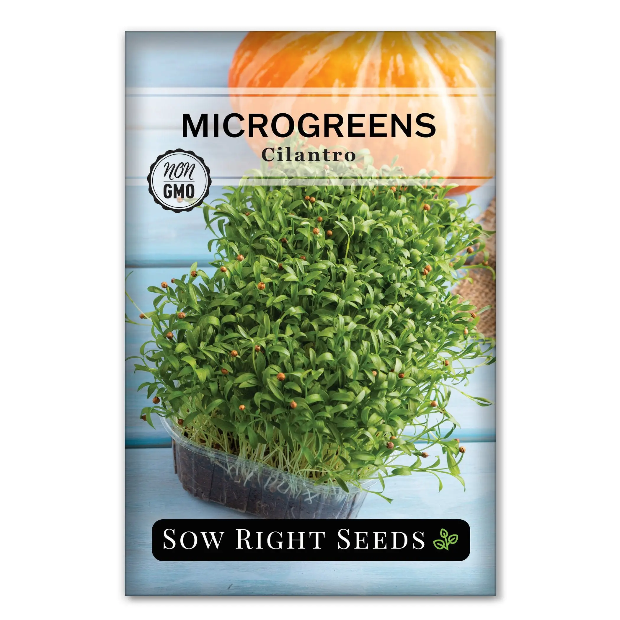 Microgreens Cilantro Microgreens Cilantro