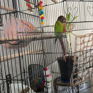 Segawe 59'' Bird Cage Large Wrought Iron Cage for Cockatiel Sun Conure Parakeet with Rolling Stand