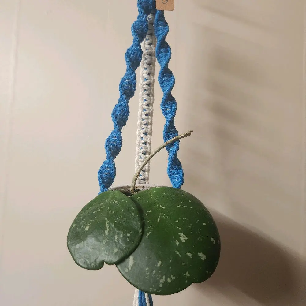 Blue and white spiral macrame hanger for 2 inch houseplant pot with silver ring.