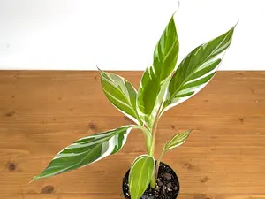 Musa Florida Variegated Banana Tree Plant Will Produce Variegated Fruit Spectacular Foliage Variegated Bananas