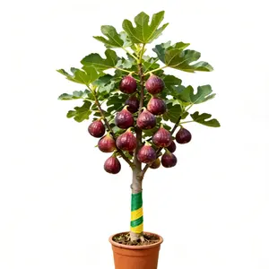 Improved Burgundy Fig Tree (Grafted) – Live Fig Plant, Large Sweet Fruit, High Yield, Hardy & Easy Care, Ideal for Pots, Patio, Balcony & Garden