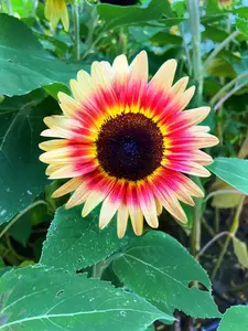 flower Seeds - Sunflower Seeds Strawberry Blonde Sunflower - Open Pollinated - Non GMO - Tri Color Sun Flower Helianthus annuus rare 100 seeds