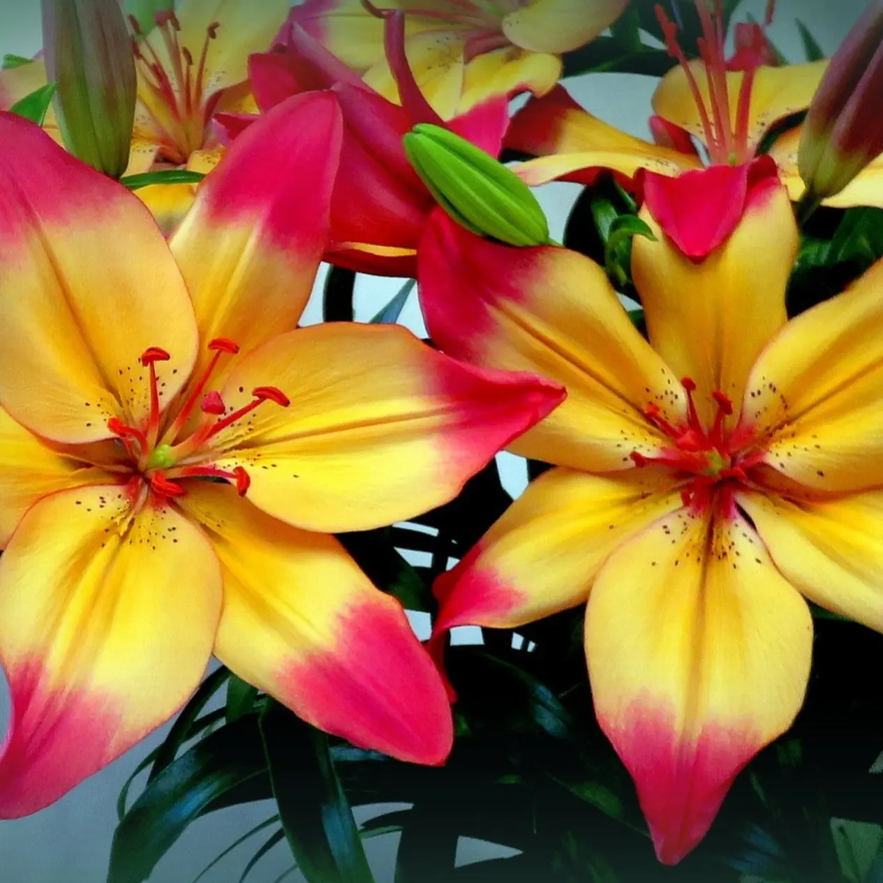 Gorgeous Heartstring Lily Bulbs, Novice Friendly, Perfect for Backyard & Patio Planting