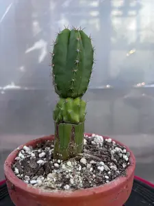 TPC on Bolivian Torch, Grafted, A002