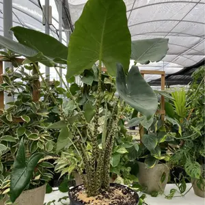 Alocasia Zebrina Reticulata LIVE TROPICAL PLANT (not bulbs) 3 ft tall - Elephant ear - shipped from Florida