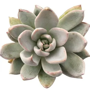Echeveria 'Silver Shine'