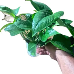 Jade Pothos - 4 Inch