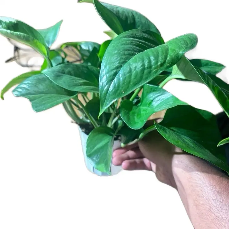 Jade Pothos - 4 Inch