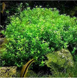 BUY 2 GET 1 FREE Pearlweed (Hemianthus Micranthemoides)-Easy Live Aquarium Pond Aquatic Plant