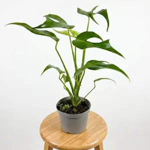 6" RARE Monstera Burle Marx Flame, Live Houseplant, Indoor Plant