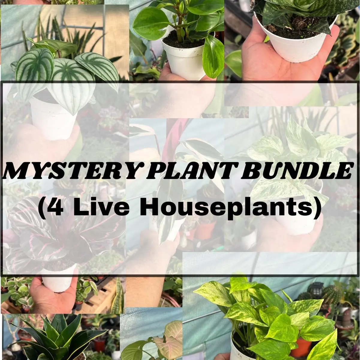 Mystery Houseplant Bundle with 4 Live Plants - Perfect for Home and Garden