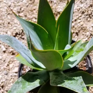 Agave Blue Flame  (3 gal. pot)