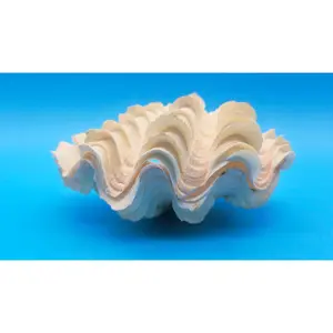 Squamosa Clam Shell Pair (Tridacna squamosa) - 6.25" x 3.5"