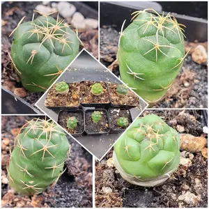 Astrophytum Myriostigma Set of 3 (1–1.5" Tall) Smooth Ribs, Upright Star Form, Minimalist Care Instructions Included