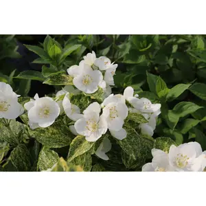 Illuminati Sparks™ Mock Orange