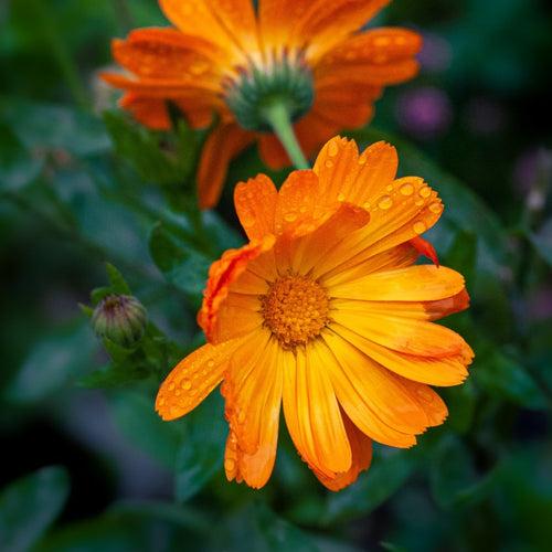 The Complete Acne Stopper Starter Pack