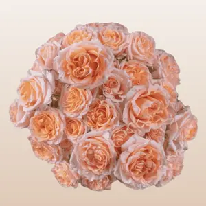Fibonacci Aureus Peach Spray Garden Roses