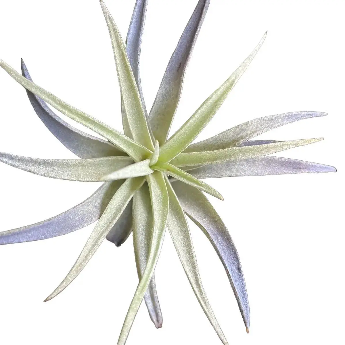 Harissi Air Plant Med - Lightweight Air Plant with Natural Green Color - Blue Tinted - Air Purifier - Low Maintenance Plant - Tolerates Low Light - No Soil Needed