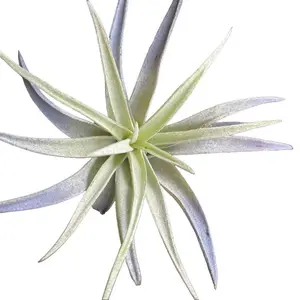 Harissi Air Plant Med - Lightweight Air Plant with Natural Green Color - Blue Tinted - Air Purifier - Low Maintenance Plant - Tolerates Low Light - No Soil Needed