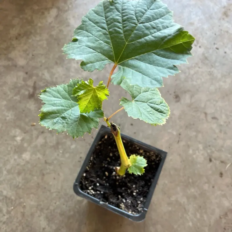 A Midgelyee seedless grape live plant in a 4” pot /Fruit Live Tree |propagation by cuttings/8” -10”tall