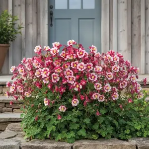 Columbine Flower Seeds - 1000 Seeds for Planting - Elegant Perennial with Delicate Bell-Shaped Blooms - Ideal for Garden Beds & Borders - Zones 3-9