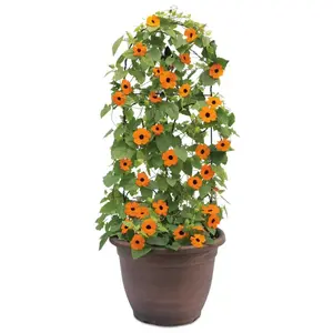 Orange A-Peel® Black-Eyed Susan Vine