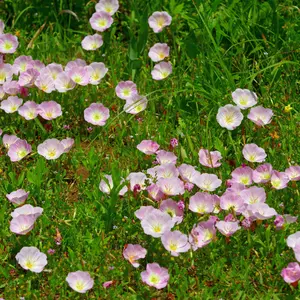 Evening Primrose Pink Ladies (Oenothera speciosa) – Fragrant Pink Blooms, Hardy Perennial for Pollinators, 100+ Seeds
