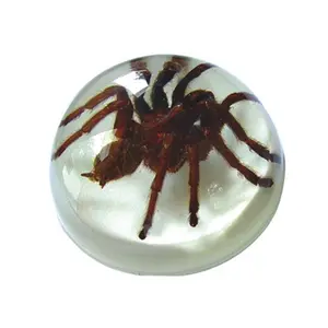 Ed Speldy East  Real Bug Terrain-Terrain-Small-Tarantula on white Background