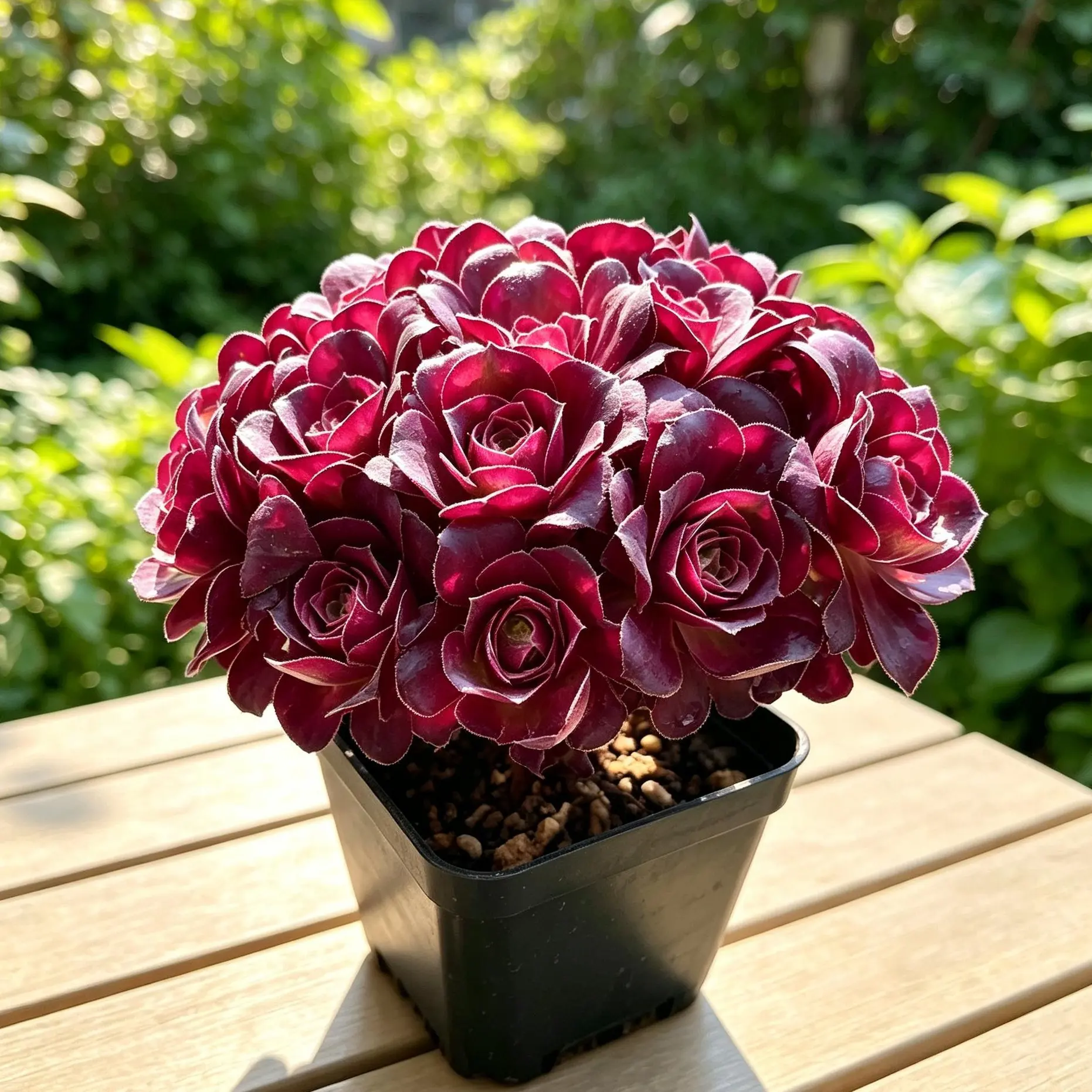 Aeonium 'Nafu' Rare Succulent Plant Bare Root | Live Variegated Aeonium | Easy Care Indoor Plant | Beginner Friendly Home & Garden Decor | Perfect Gift #Aeonium #Succulent #RarePlants #PlantTok #HomeDecor