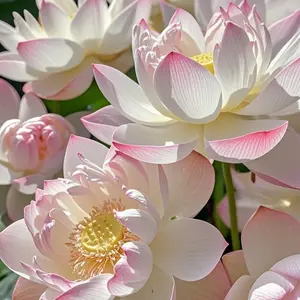 Rare Mixed-Color Bowl Lotus Seeds (20pcs) – Perfect for Home Water Gardens