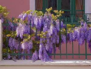 Stunning Chinese Blue Weeping Wisteria Tree Fresh Plant