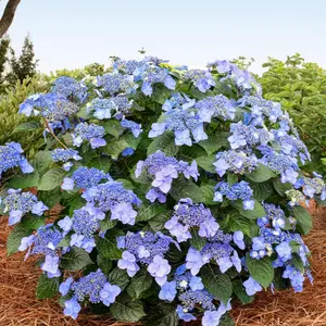 HYDRANGEA M. 'POP STAR'®  G3 ES