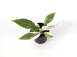 Philodendron ‘White Princess’ 2” Potted Live Plant - Rare Variegated Houseplant - White & Green Foliage - Exotic Tropical Aroid - Collector’s Item - Snowy Variegation - Unique Indoor Plant - Vining Greenery - Heart Shaped Leaves - Statement Foliage