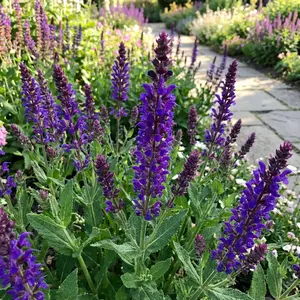 200 Pcs Salvia Flower Seeds for Planting Outdoor-Perennial Eustoma Cut Flower Plant Garden Home Ornamental Non-GMO