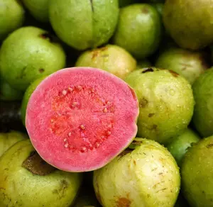 Pink Guava Tree Live Plant Sweet Guavas Fruit Apple Guava Plant Psidium Guajava 10 to 14 Inch Tall