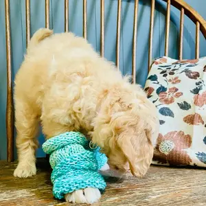 Puppy Leg Warmers
