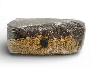 3lb All-in-One Mushroom Grow Bag – Grain + Substrate Only