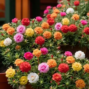 Moss Rose Seeds 800 Bulk Annual Perennial Flower Seeds for Planting Outdoors Non GMO Mixed Colors Large Blooms Attract Pollinators Easy to Grow All Seasons