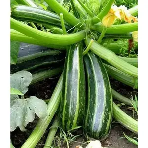 Squash,Seeds -Cocozelle Zucchini ,Summer