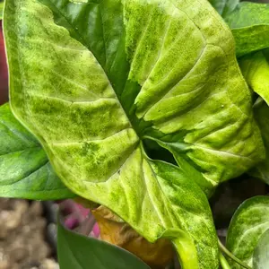 Syngonium Green Beauty - Plant with Vibrant Green Leaves and a darker green “lava” center.