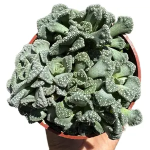 Concrete Leaf Titanopsis Calcarea 4 inch pot